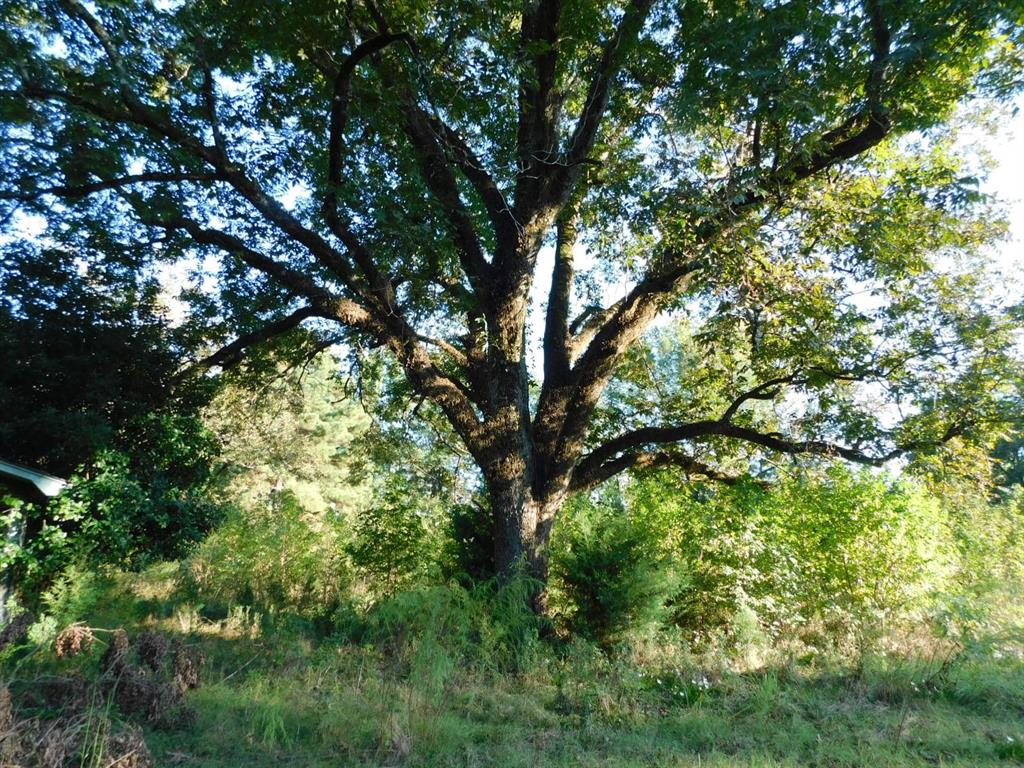 2600 Columbia 21 Road Taylor, AR 71861 - Photo 10 of 15 View of woods