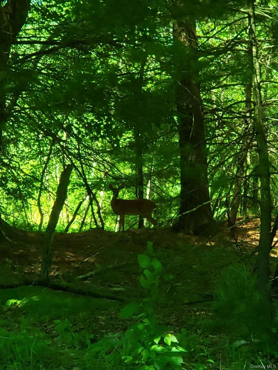 64 Gale Road Bethel, NY 12762 - Photo 2 of 15