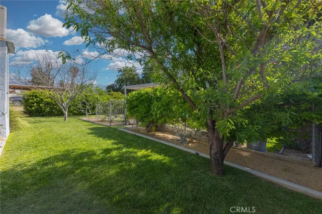 a view of a yard with plants and large trees