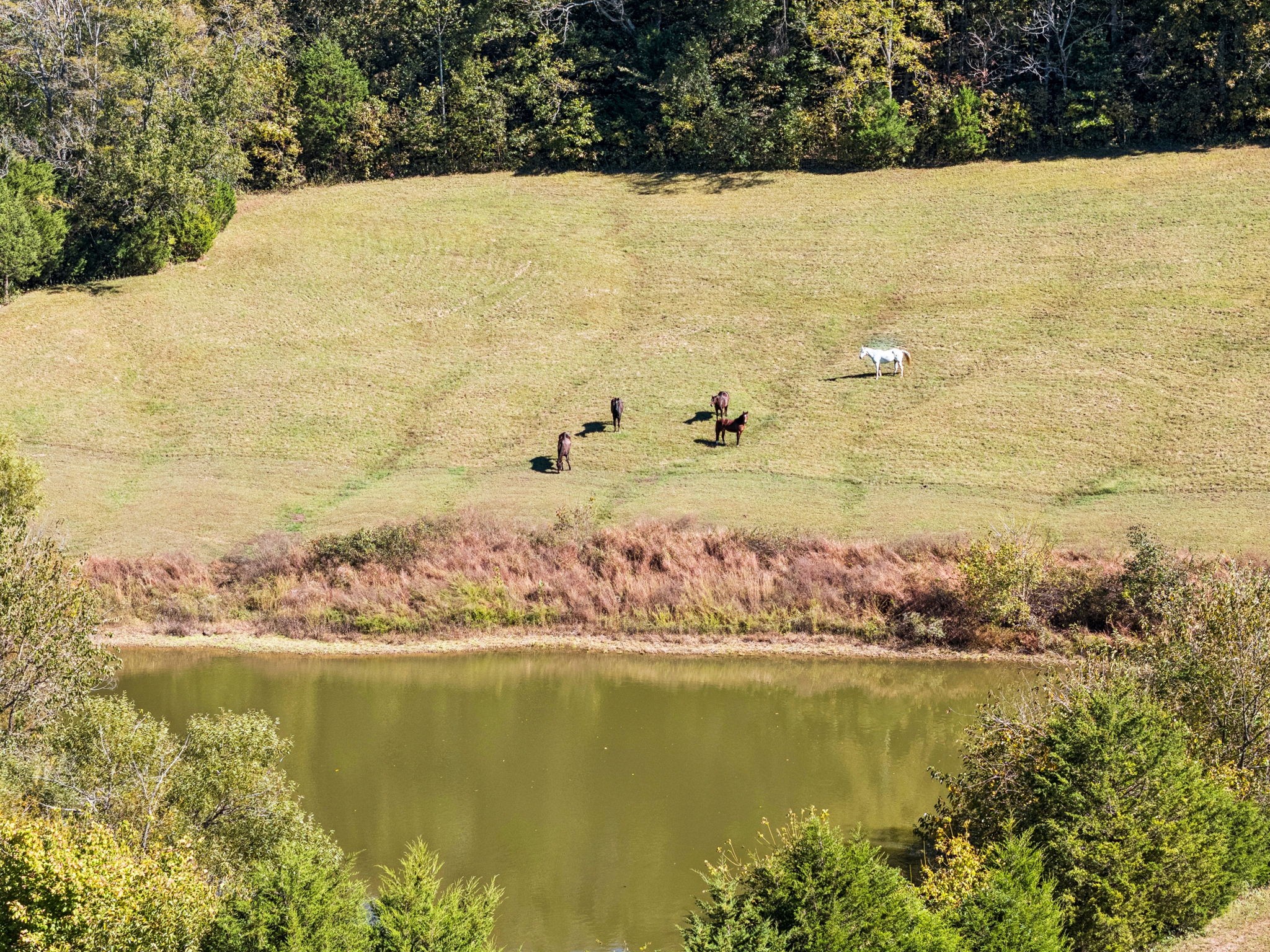 2846 Fuller Hollow Road Cornersville, TN 37047 - Photo 70 of 90