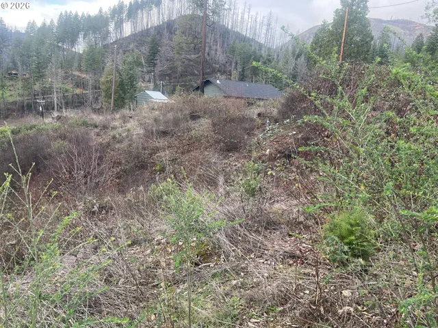 a view of a dry yard with trees