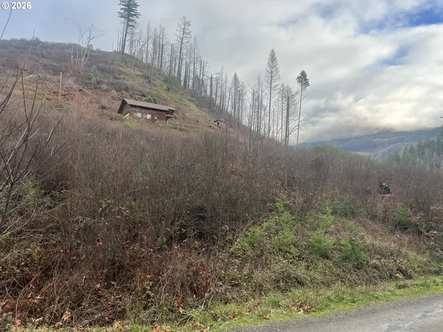 a view of a yard with trees