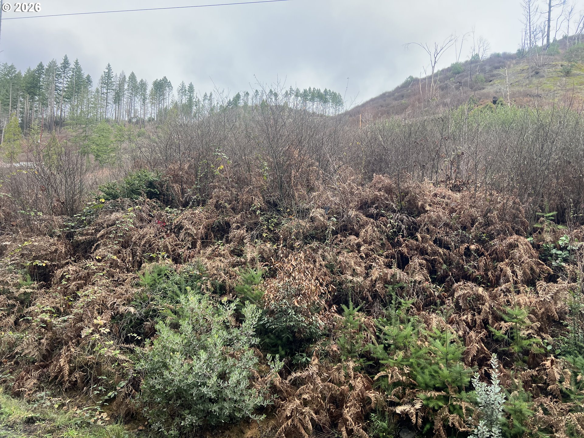 Evergreen Lane Idleyld Park, OR 97447 - Photo 4 of 6 a view of a covered with green space