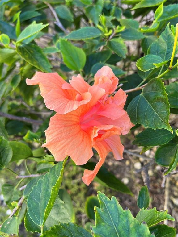 75 St Andrews Boulevard, Unit B203 Naples, FL 34113 - Photo 35 of 38 a view of a lake