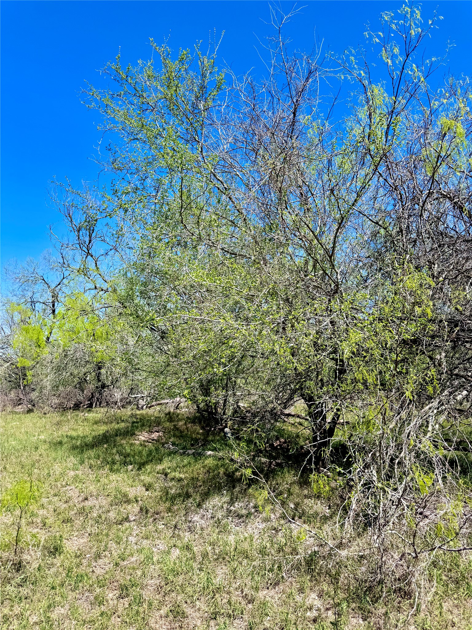 3775 Baker Road Kingsbury, TX 78638 - Photo 7 of 14 Natural landscape featuring varied tree growth and open ground cover