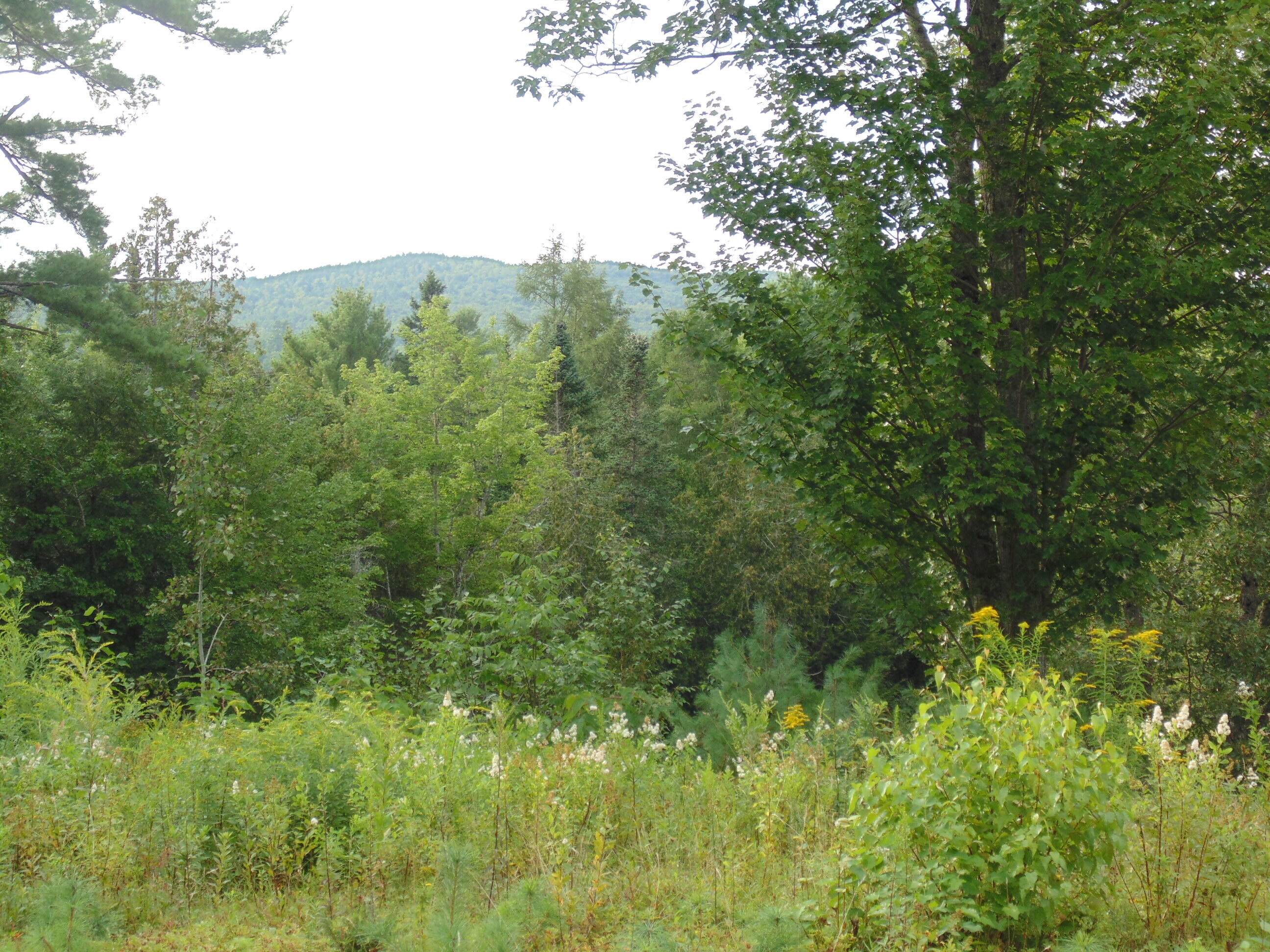 Lot #47 Airline Road Ellsworth, ME 04605 - Photo 8 of 22 DSC08150 - Copy