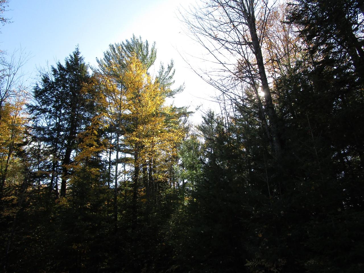 2935 Grant Lake Road Park Falls, WI 54552 - Photo 7 of 23 Gallery Image 7