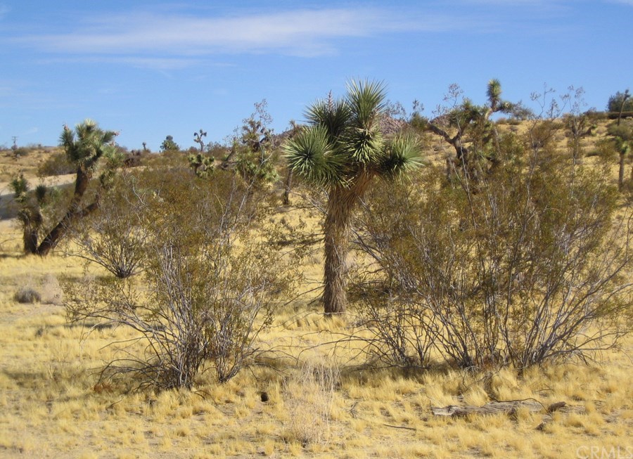 1274 Quail Springs Road Joshua Tree, CA 92252 - Photo 1 of 1