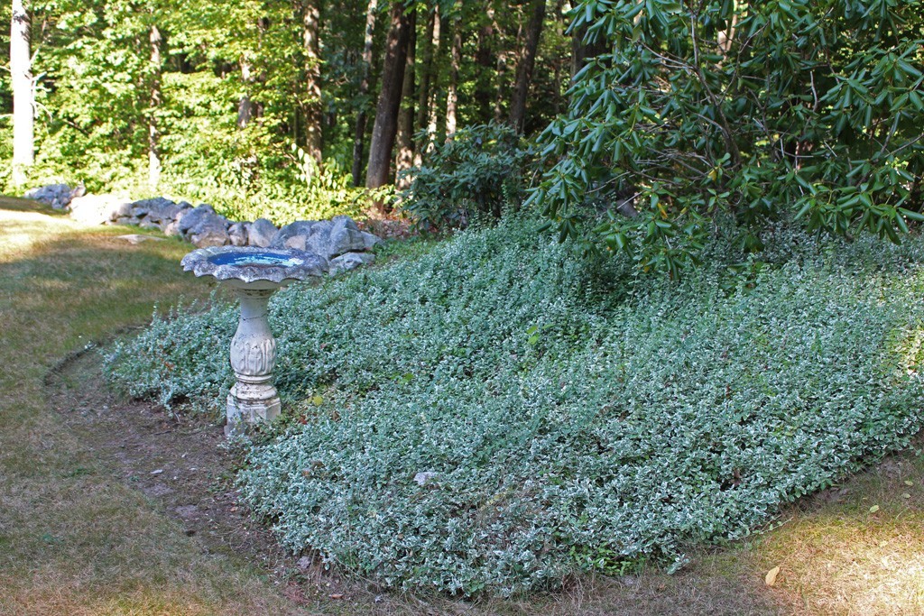 11 Bayberry Hill Road Townsend, MA 01469 - Photo 20 of 21 a view of a yard with plants and large trees