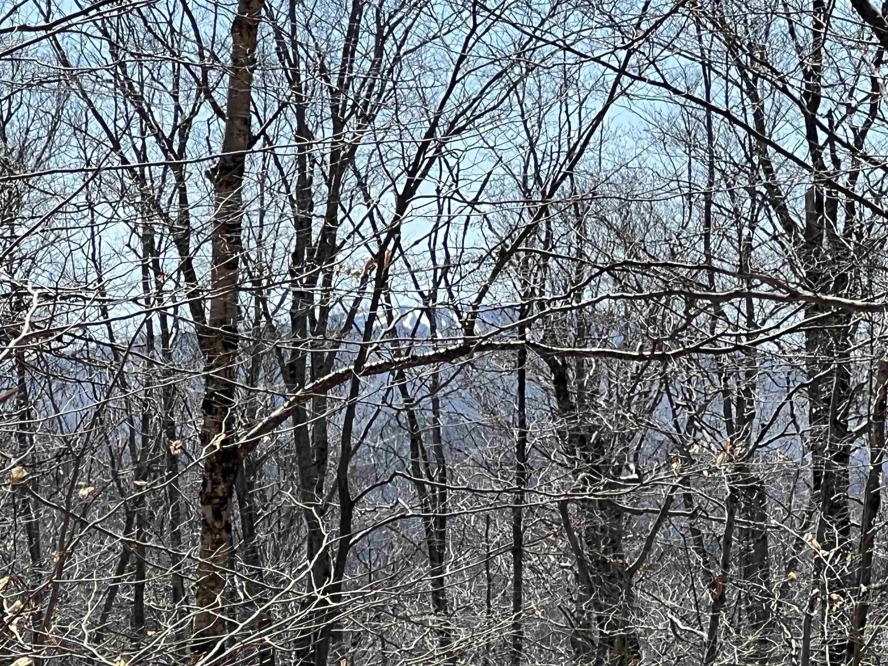 Forrester Road Jamaica, VT 05343 - Photo 4 of 33