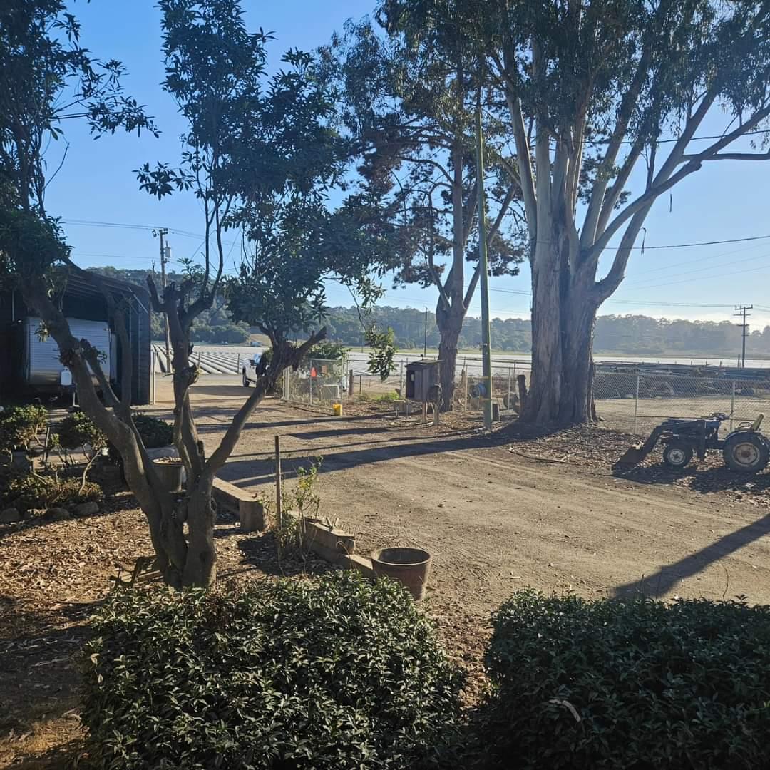 120 Trafton Road Watsonville, CA 95076 - Photo 32 of 43 a view of a house with backyard and trees
