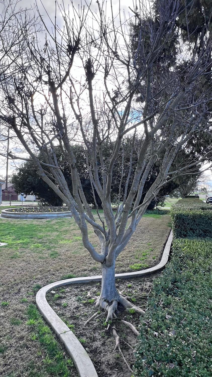 6375 Murphy Avenue Laton, CA 93242 - Photo 64 of 68 a view of outdoor space and yard
