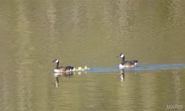 $350,000 | 1820 Hwy Nn, Bland, MO 65014