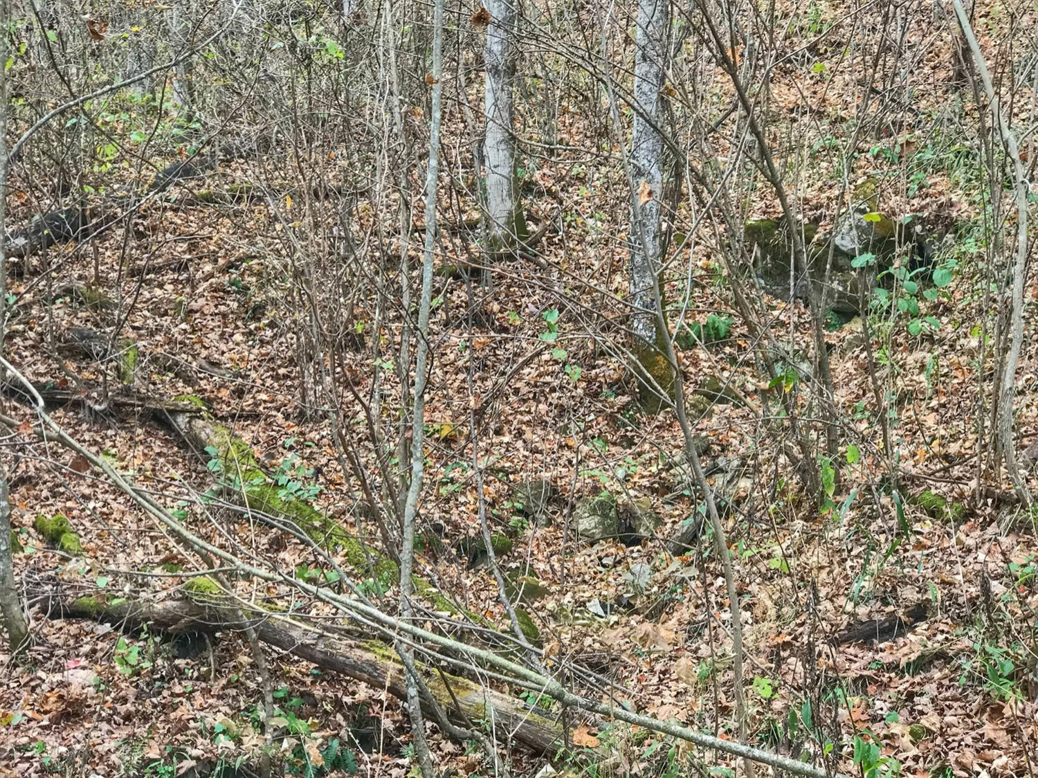 889 South Fork Road Stanton, KY 40380 - Photo 12 of 19 Photo 12