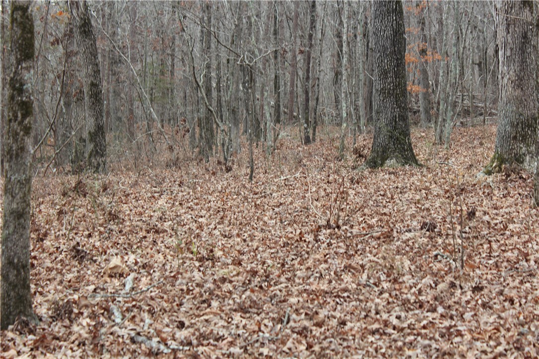 0 Old Brewer Road South Edgemont, AR 72044 - Photo 58 of 60 View of undeveloped land