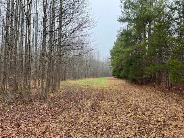 a view of backyard with green space