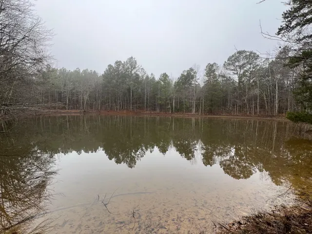 a body of water with a tree in the background