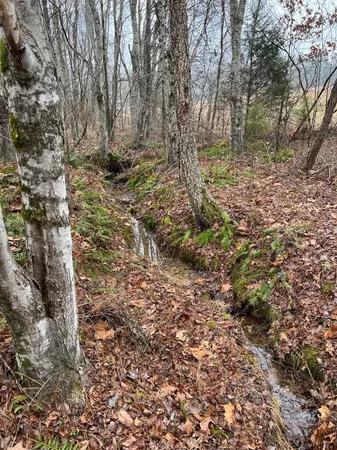 a view of a yard with plants and trees