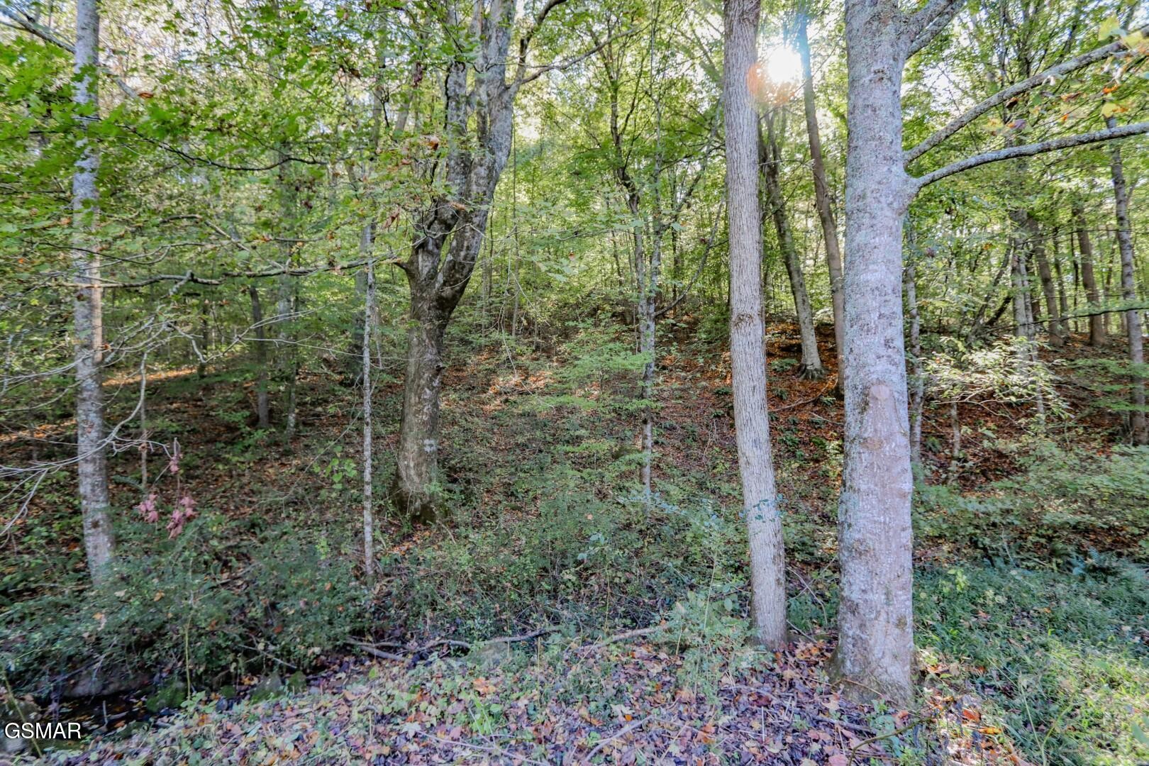 2409 Perilla Road Cosby, TN 37722 - Photo 41 of 50 Gallery Image 41
