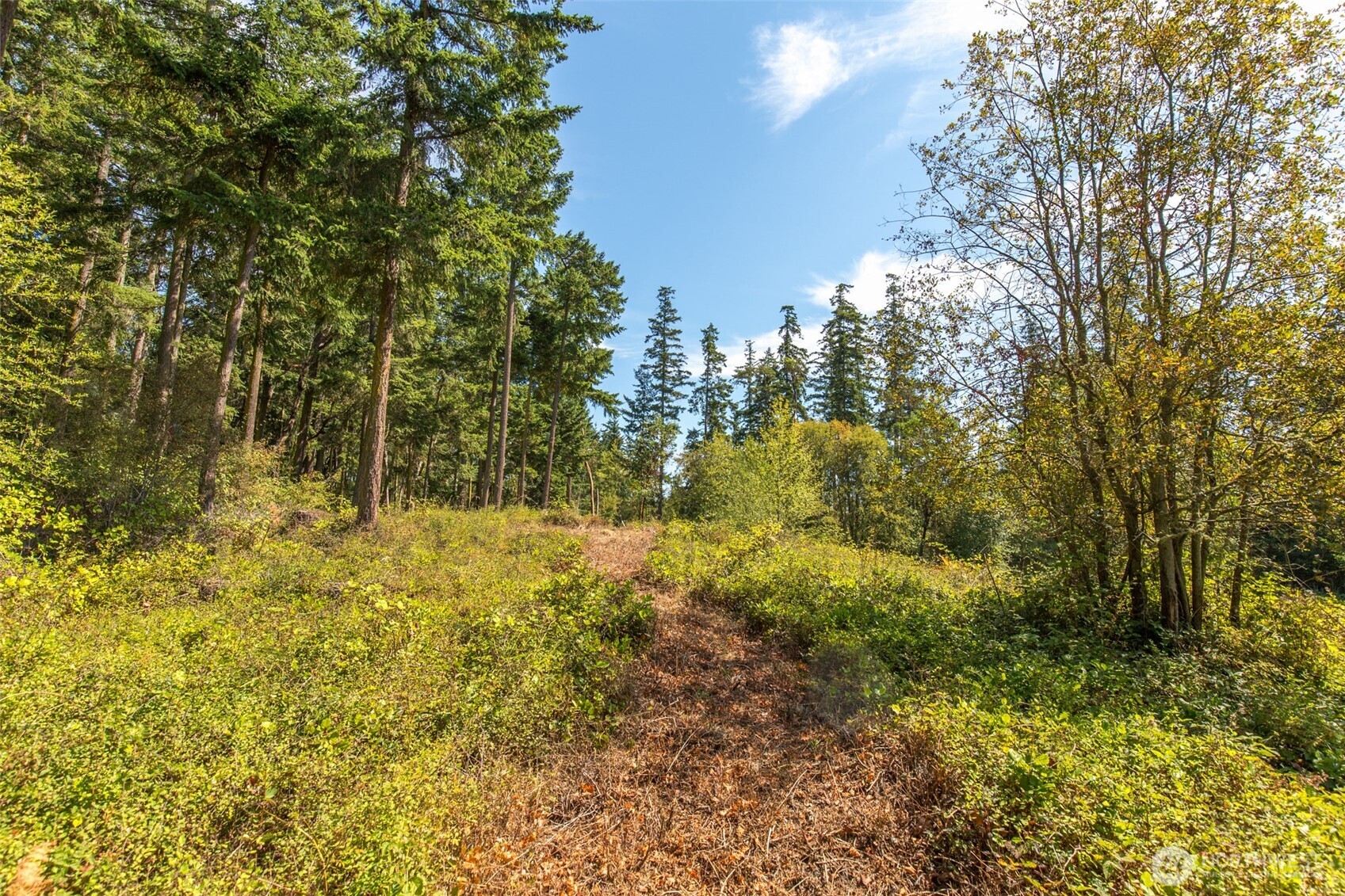 a view of yard with green space