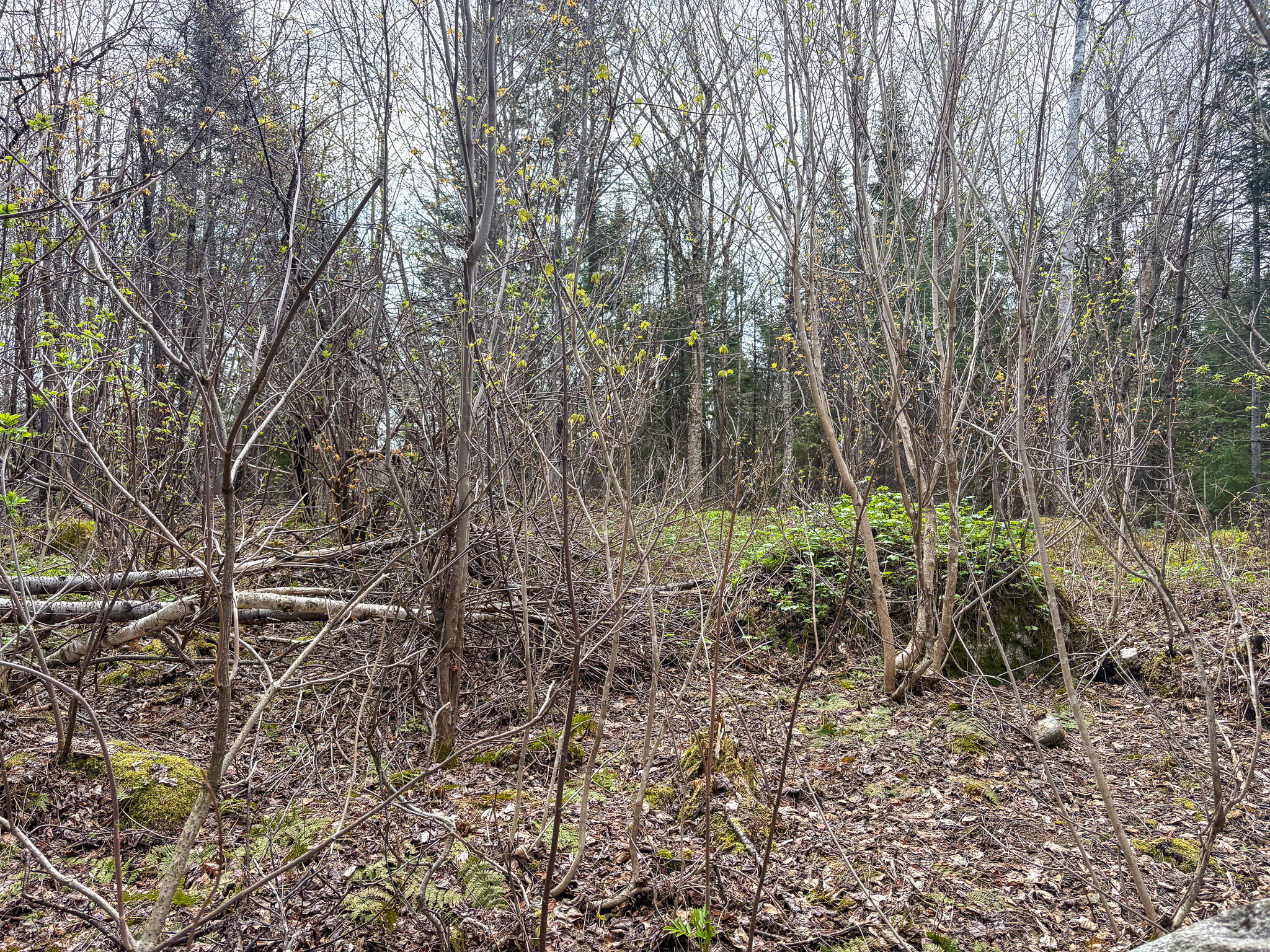 Lot 10 Morrison Brook, Unit ACRES Oakfield, ME 04763 - Photo 11 of 22 IMG_20260427_082546