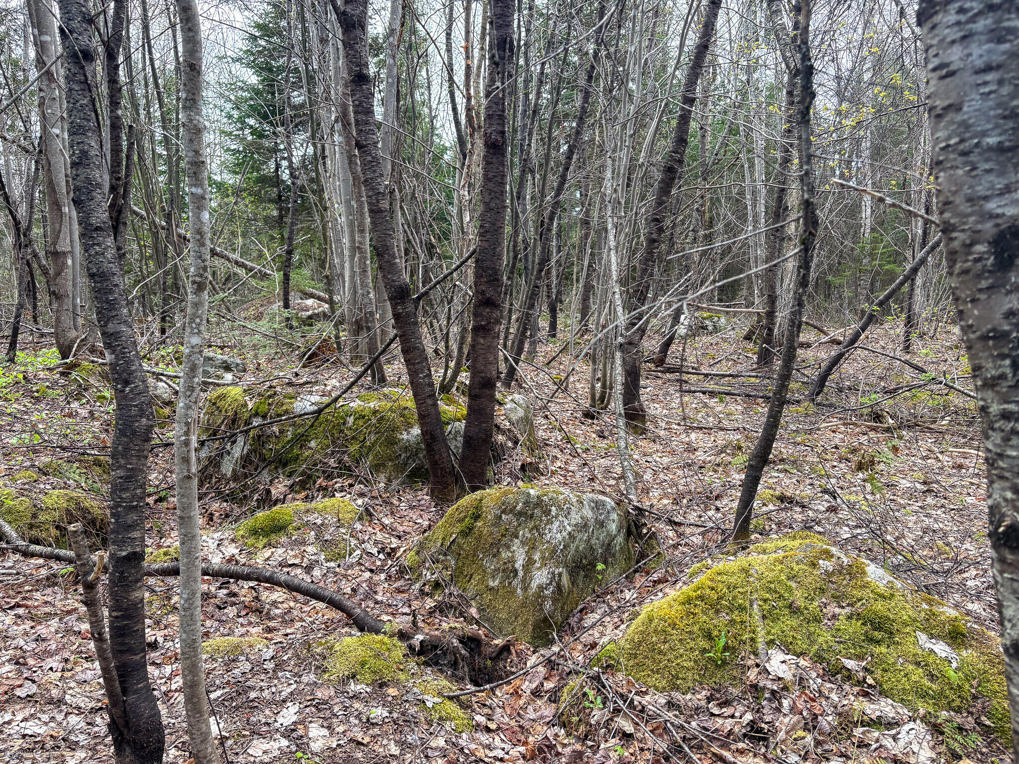 Lot 10 Morrison Brook, Unit ACRES Oakfield, ME 04763 - Photo 12 of 22 IMG_20260427_082549