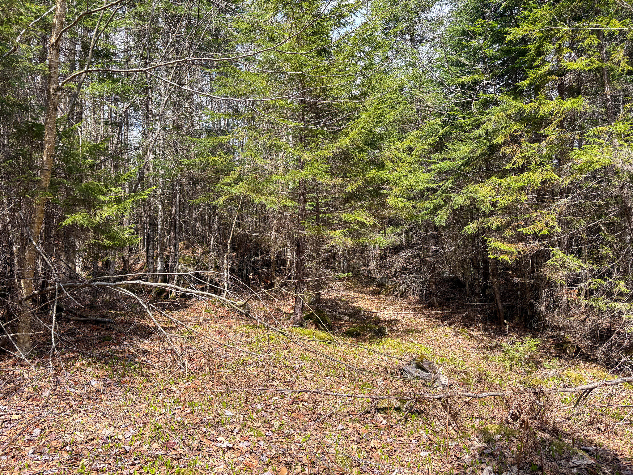 Lot 10 Morrison Brook, Unit ACRES Oakfield, ME 04763 - Photo 21 of 22 IMG_20260427_082709