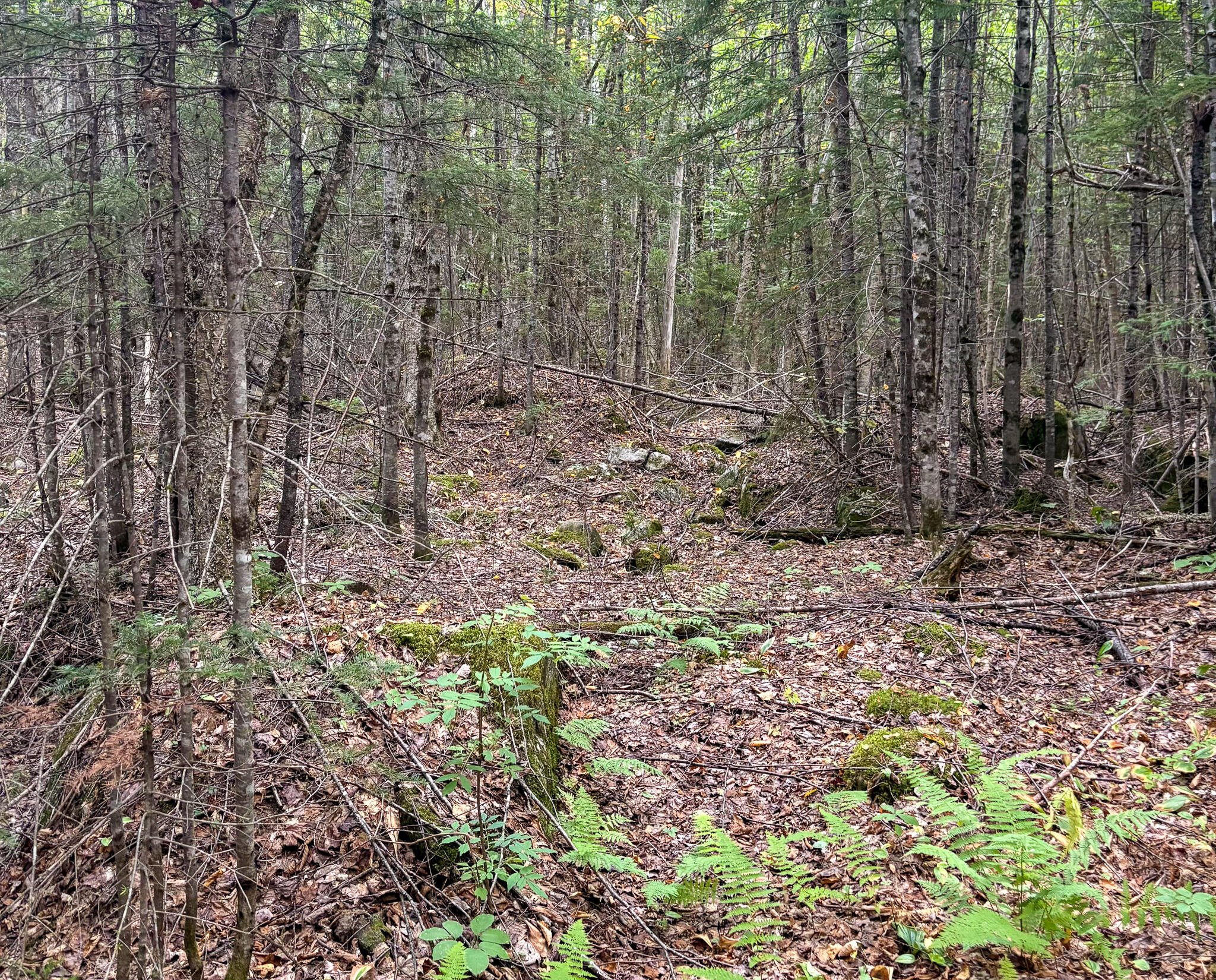 Lot 10 Morrison Brook, Unit ACRES Oakfield, ME 04763 - Photo 9 of 22 IMG_20260427_082521