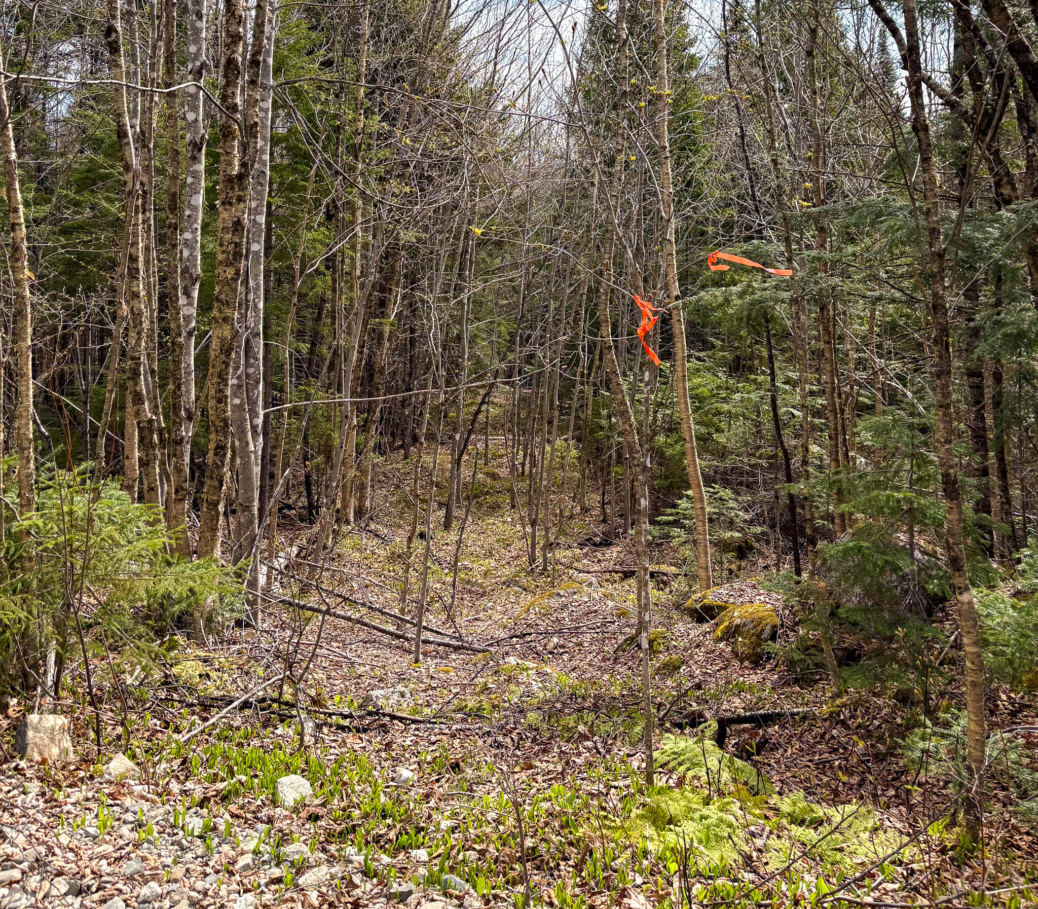 Lot 10 Morrison Brook, Unit ACRES Oakfield, ME 04763 - Photo 10 of 22 IMG_20260427_082543