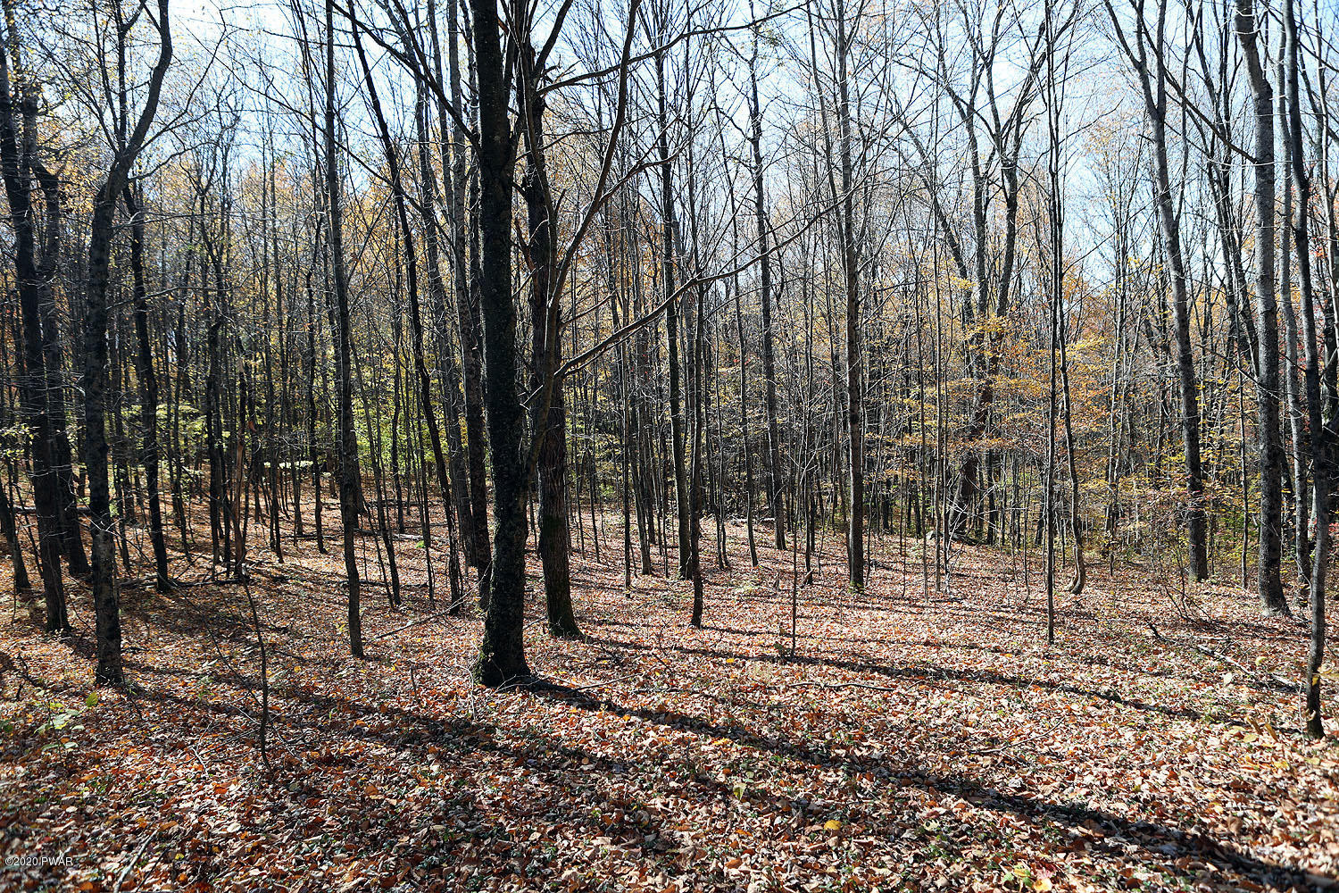 0 Bush Road Equinunk, PA 18417 - Photo 11 of 48 314A3196