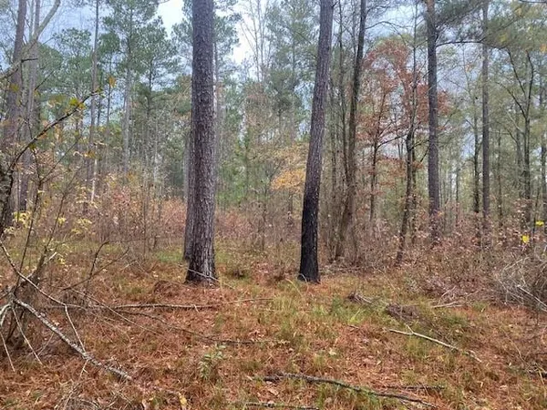 a view of a forest with trees in the background