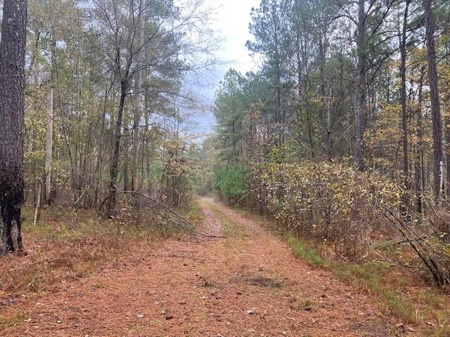4318 Hester Town Road Rutledge, GA 30663 - Photo 14 of 21 a view of a forest with trees