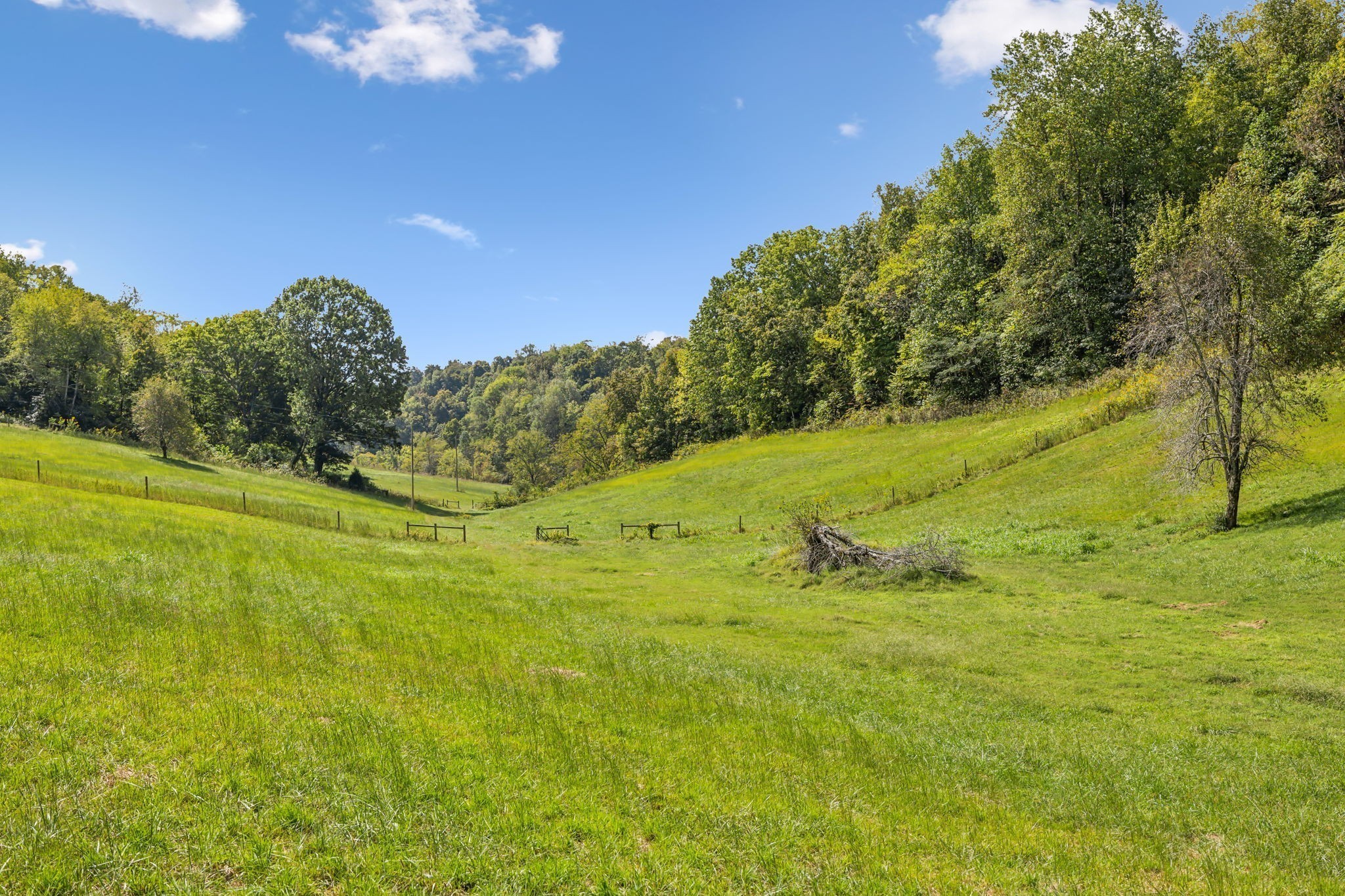 6 A Young Road Pulaski, TN 38478 - Photo 3 of 11 a view of a big yard with large trees