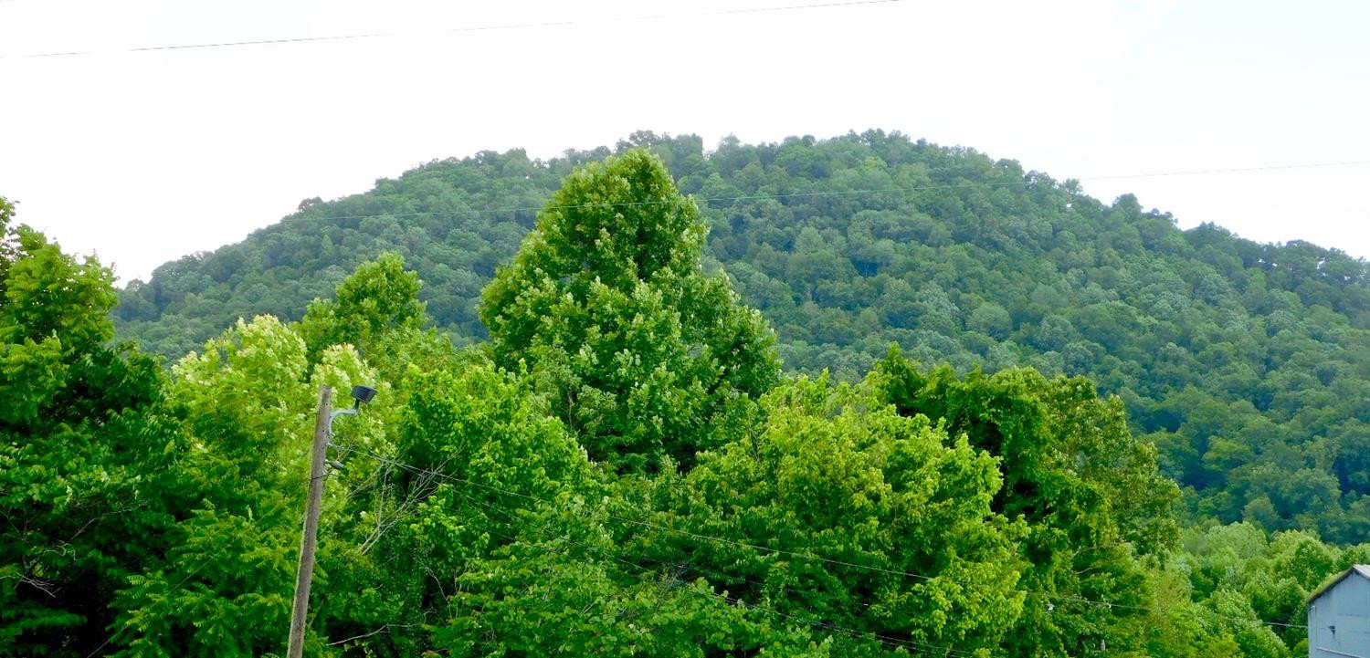 185 Cow Creek Road Ravenna, KY 40472 - Photo 4 of 28 Photo 4