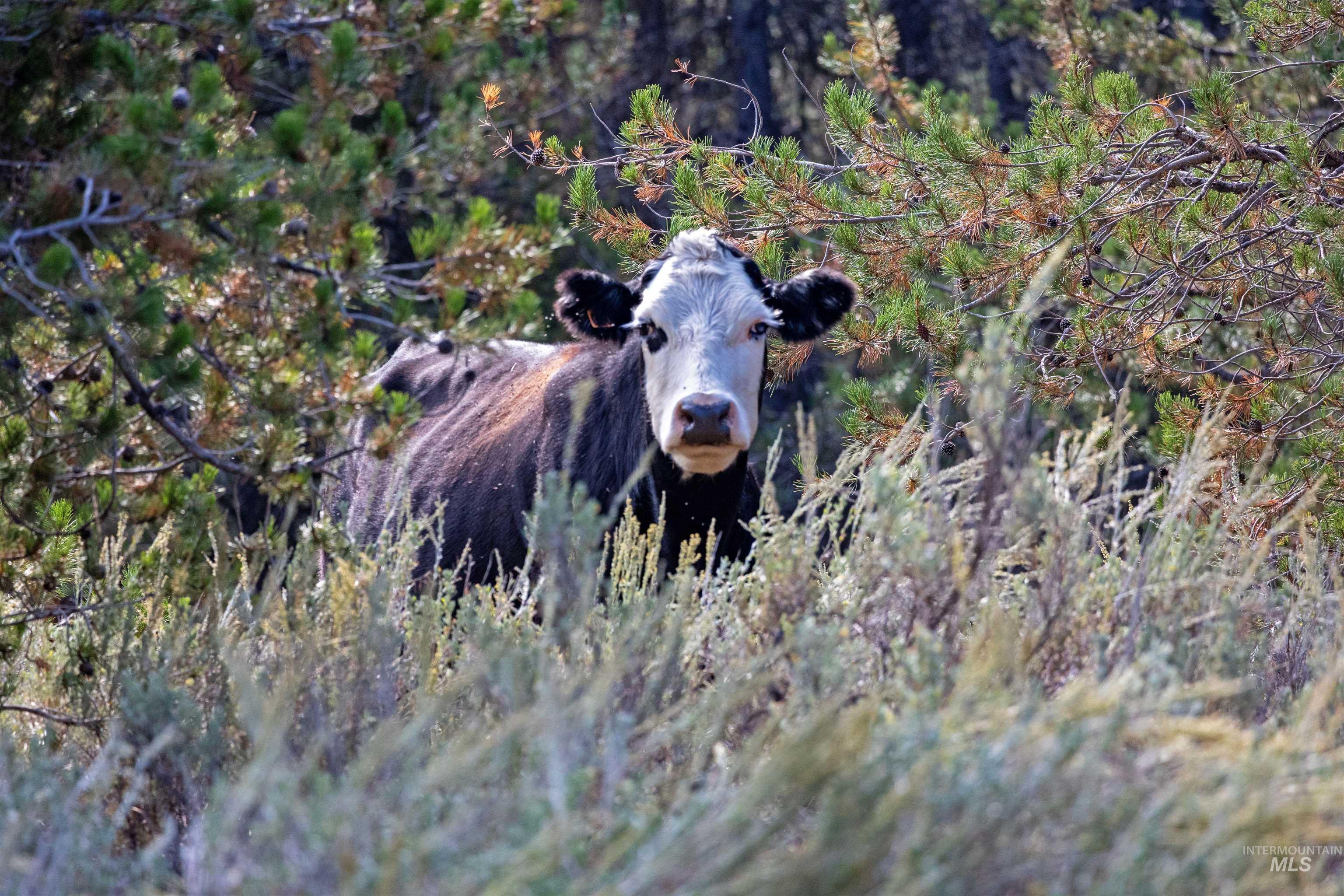 1 Warm Lake Road Cascade, ID 83611 - Photo 16 of 33