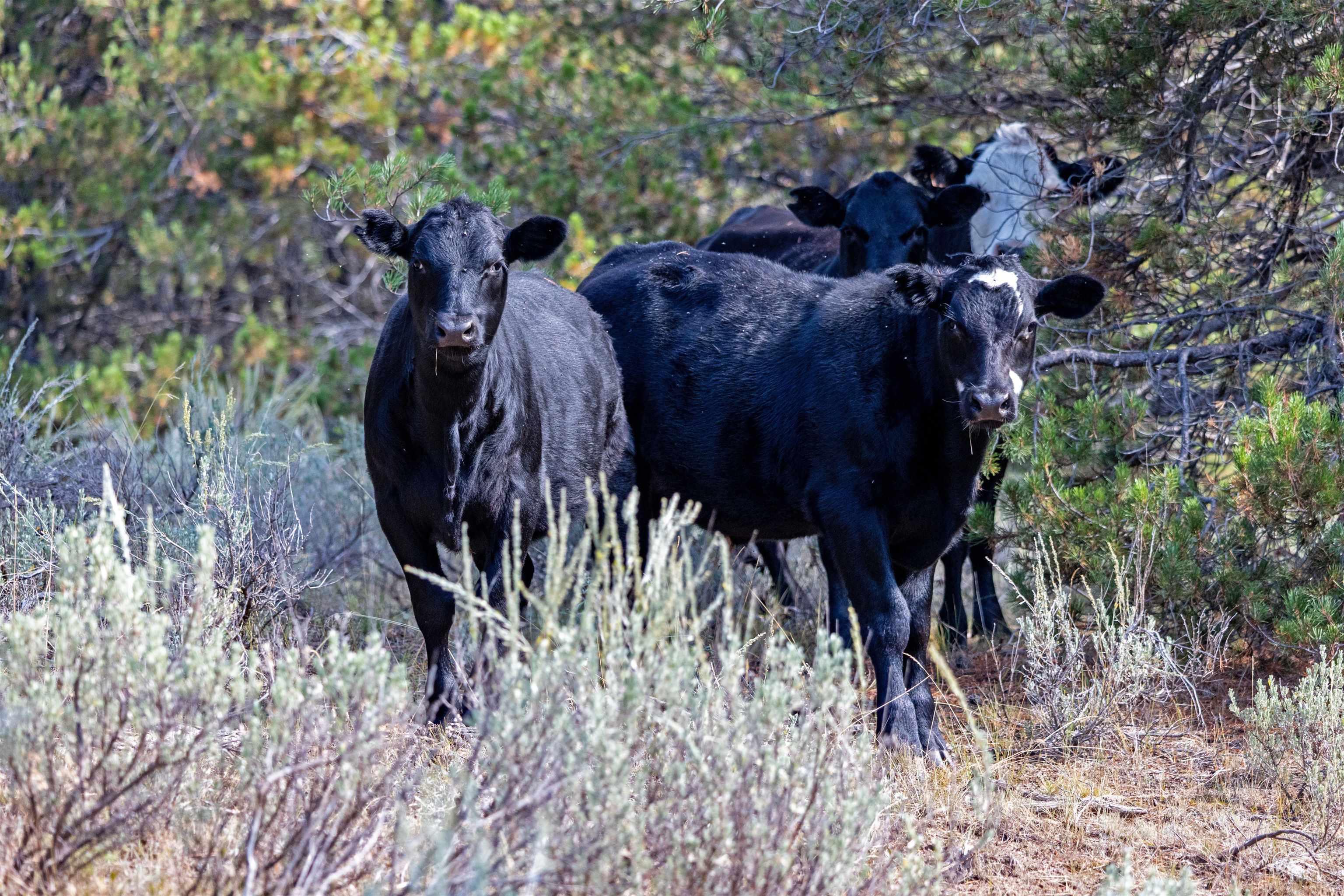 1 Warm Lake Road Cascade, ID 83611 - Photo 17 of 33