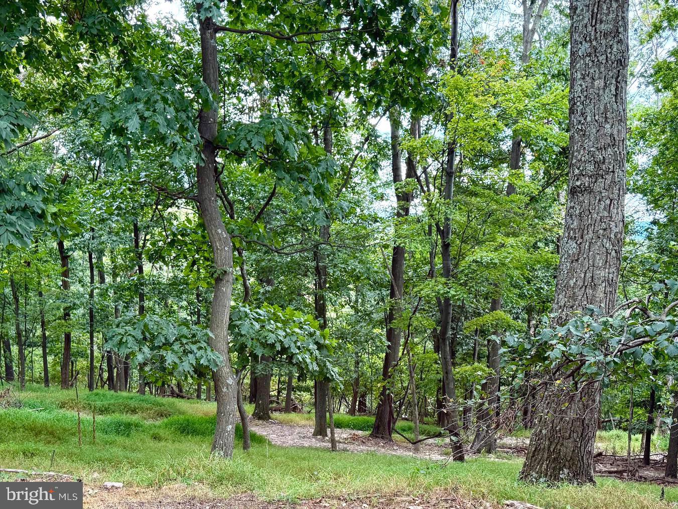 Fawn Run Hedgesville, WV 25427 - Photo 14 of 16 a view of a trees in a yard with large trees