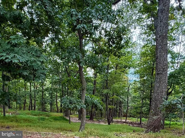 a view of a yard with a trees
