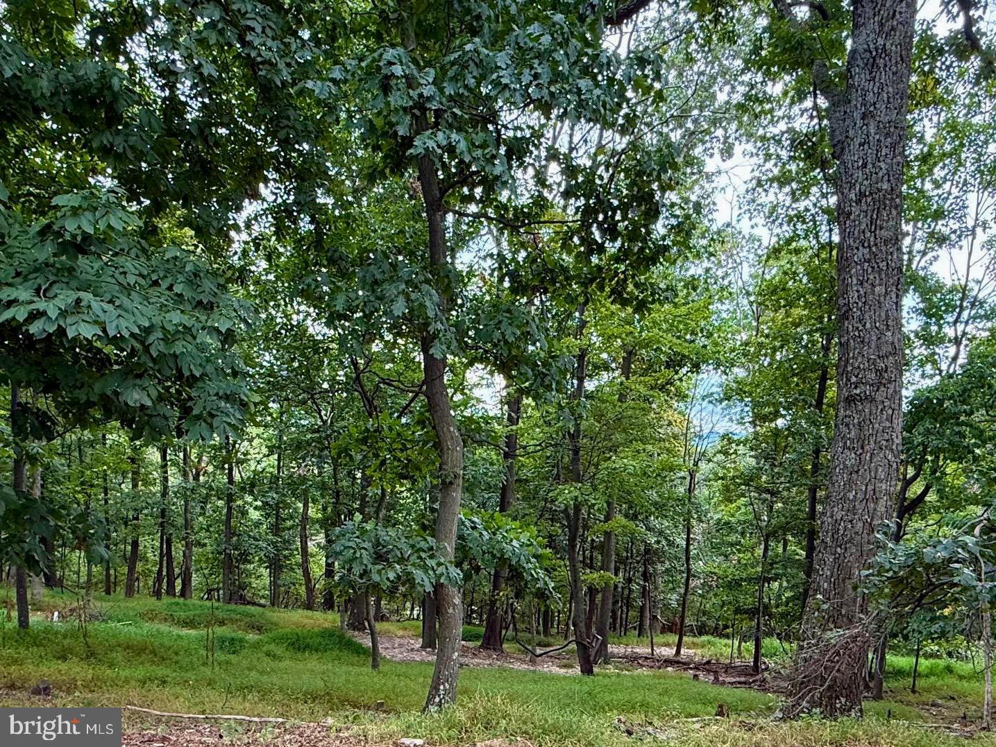 Fawn Run Hedgesville, WV 25427 - Photo 3 of 16 a view of a yard with a trees