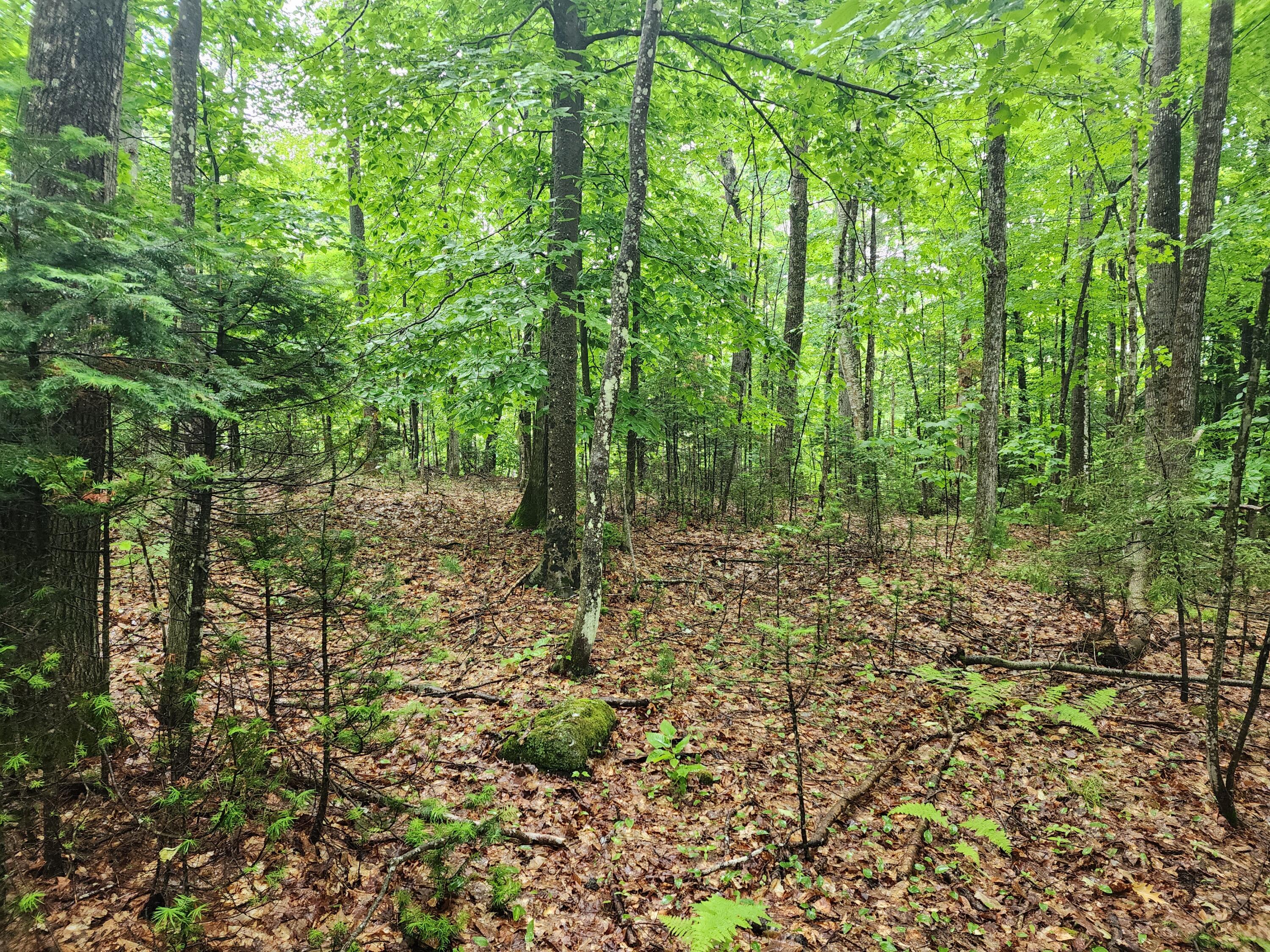 Lot 12 Canton Mountain Road Jay, ME 04239 - Photo 4 of 7 20240607_111448