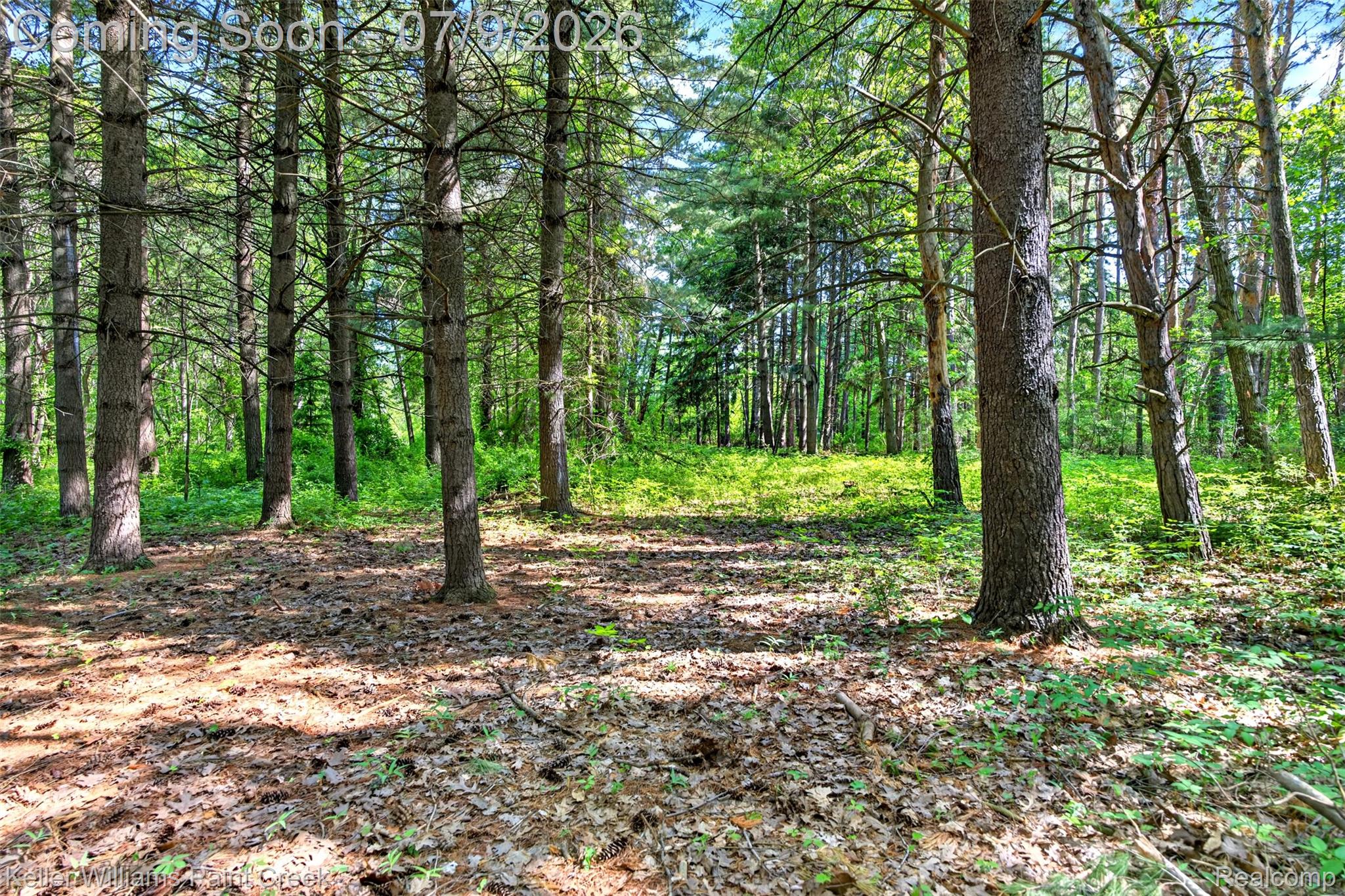 204 Russell Road Kawkawlin, MI 48631 - Photo 17 of 82 Wooded property featuring mature trees and natural ground cover
