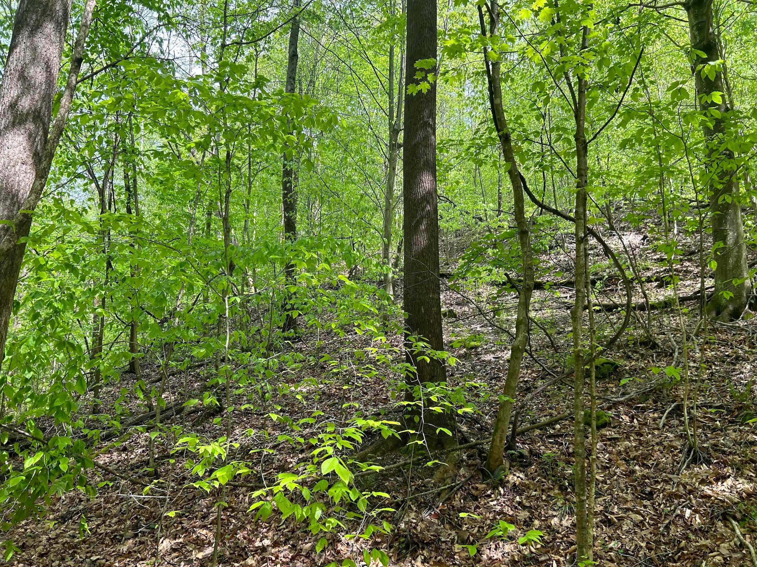 3540 Point Lookout Road Stockport, OH 43787 - Photo 8 of 40 7