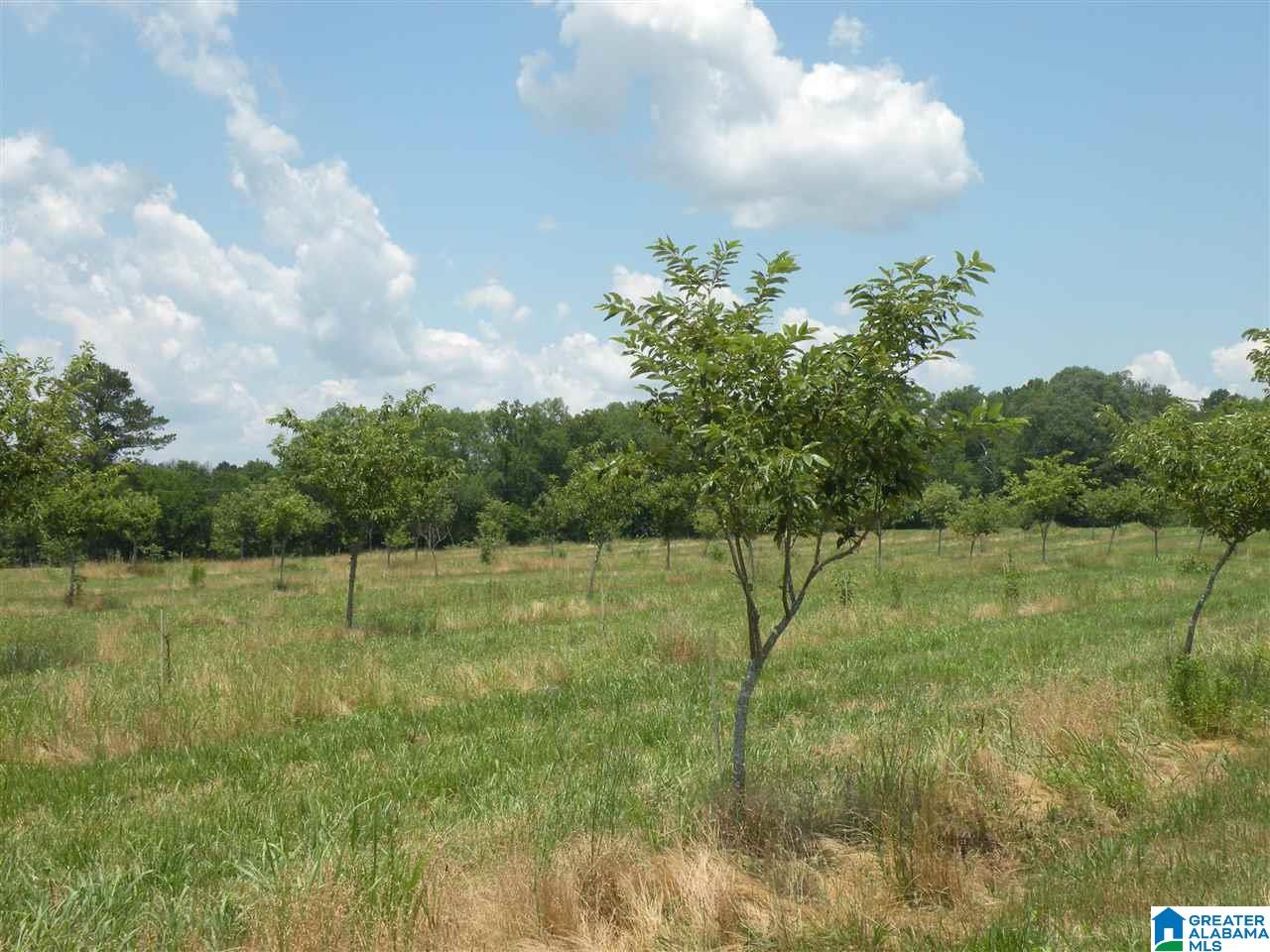 8215 Plant Road Alpine, AL 35014 - Photo 41 of 48 Gallery Image 41