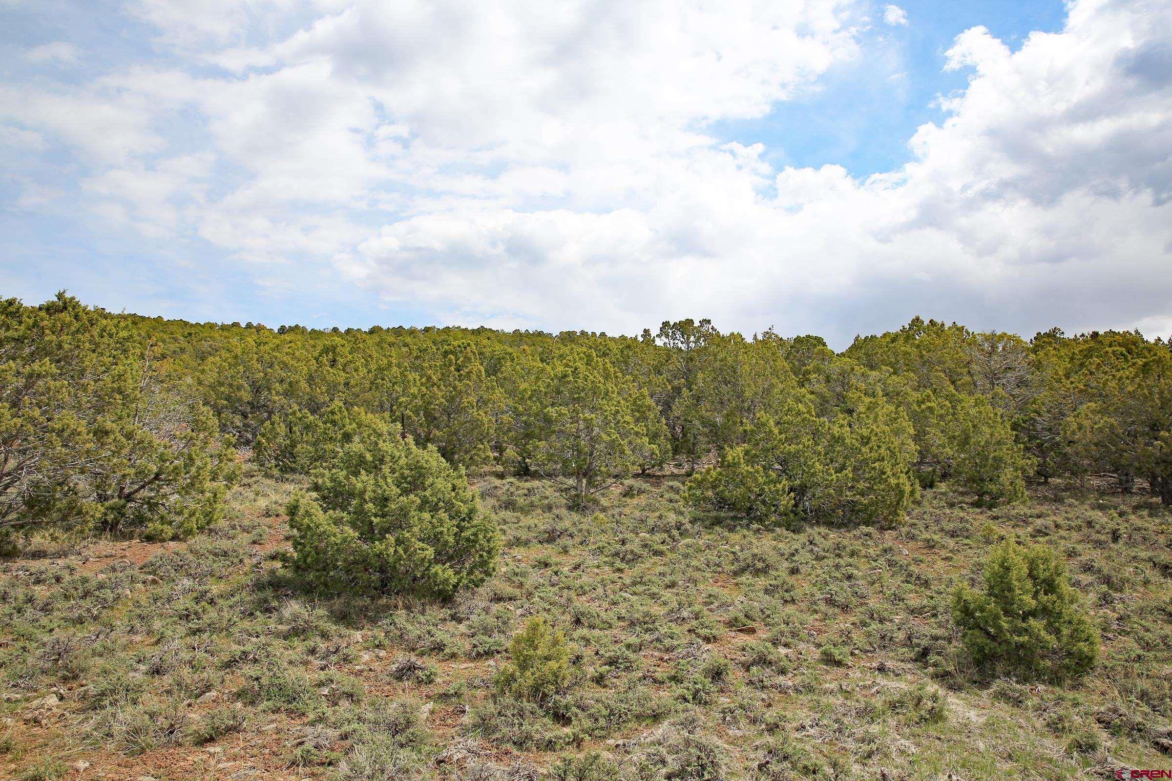 Tbd KK Road Collbran, CO 81624 - Photo 6 of 11