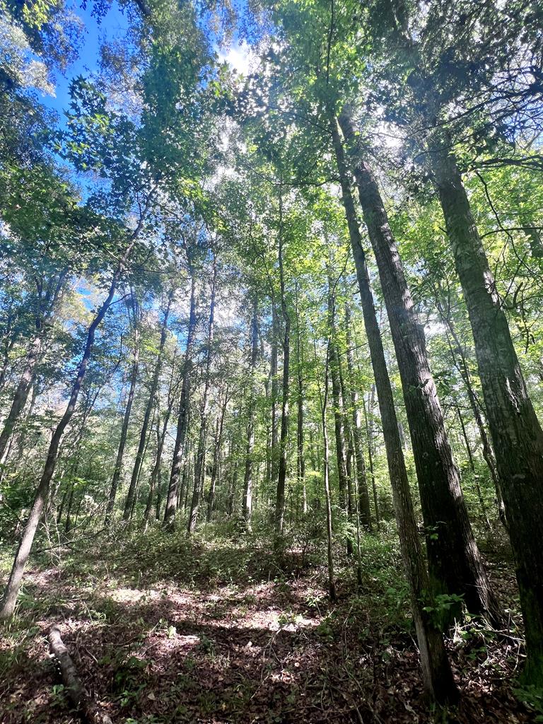 0 Alto Shipman Road Ariton, AL 36311 - Photo 1 of 3