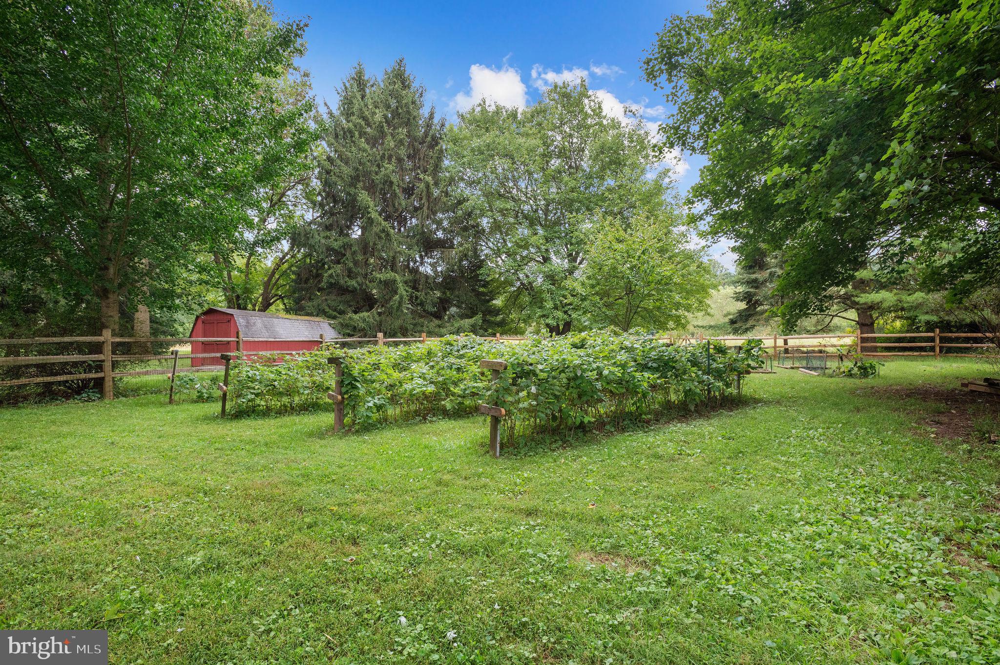 3160 Ash Mill Road Doylestown, PA 18902 - Photo 35 of 37 Raspberry vines