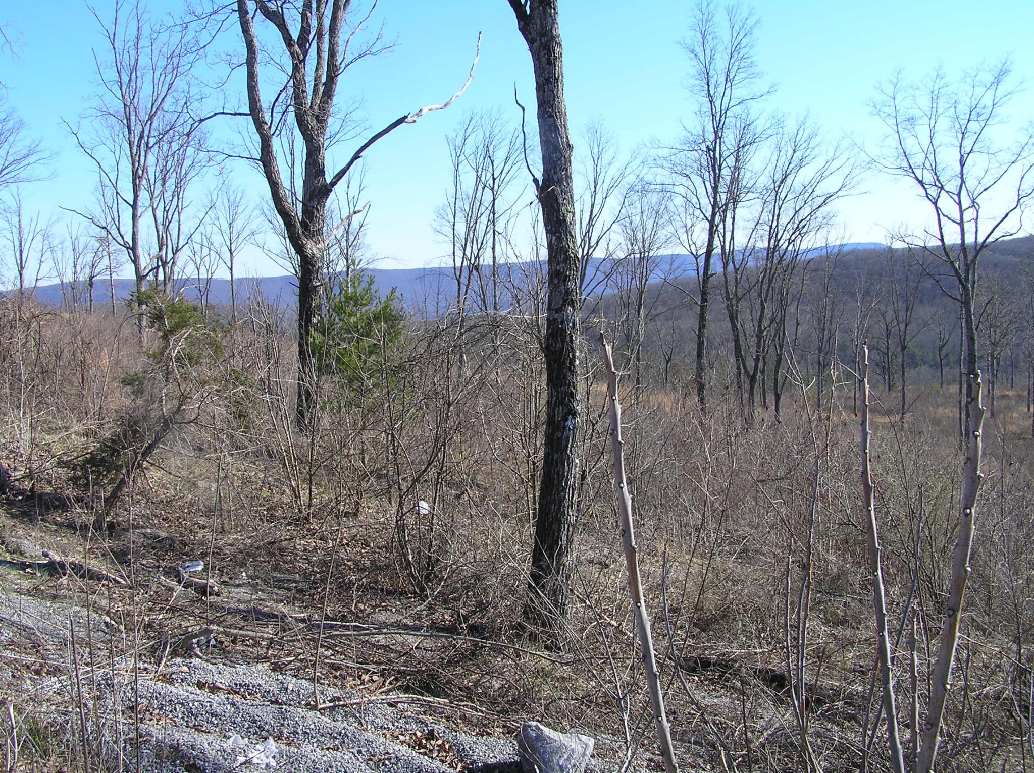 0 Big Spring Gap Road Crossville, TN 38572 - Photo 15 of 48 Gallery Image 15