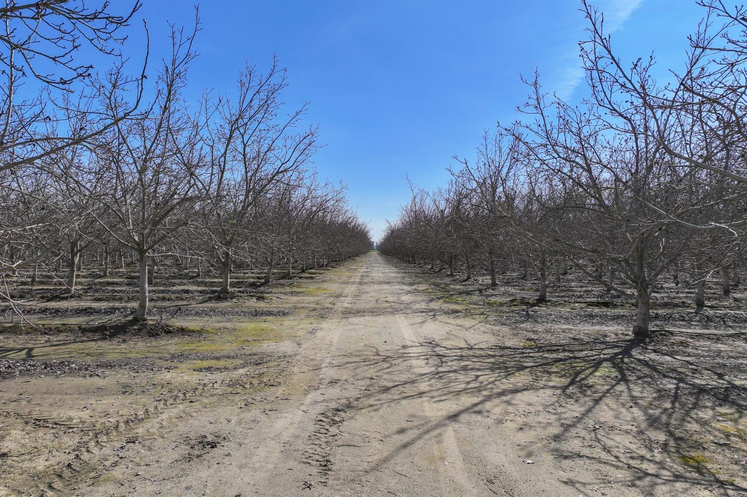 0 Ave 176 Strathmore, CA 93267 - Photo 6 of 20