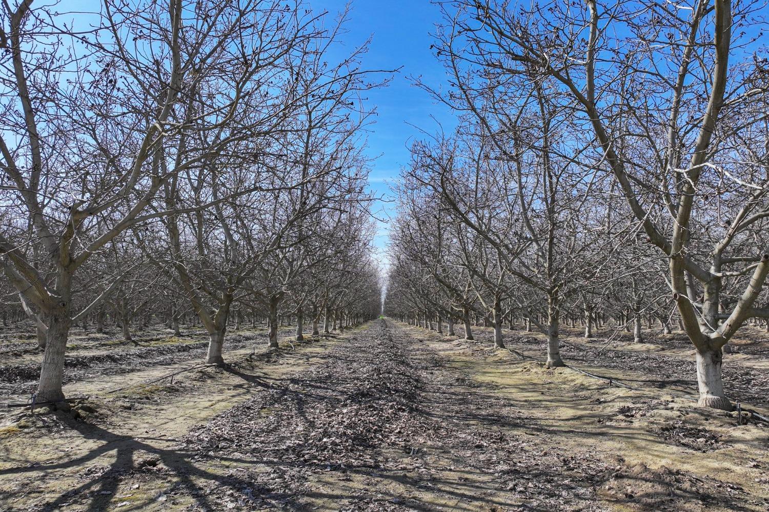 0 Ave 176 Strathmore, CA 93267 - Photo 7 of 20