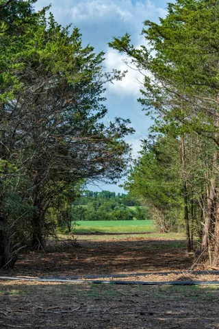 a view of a yard with a tree